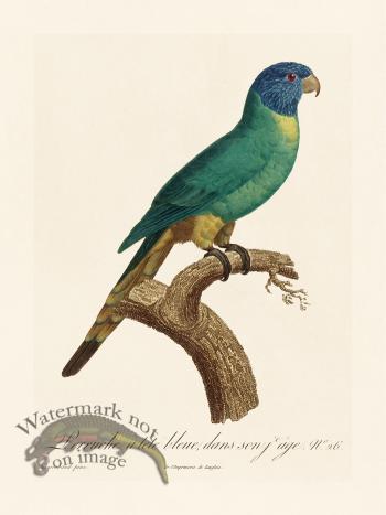 Barraband Parrot 026